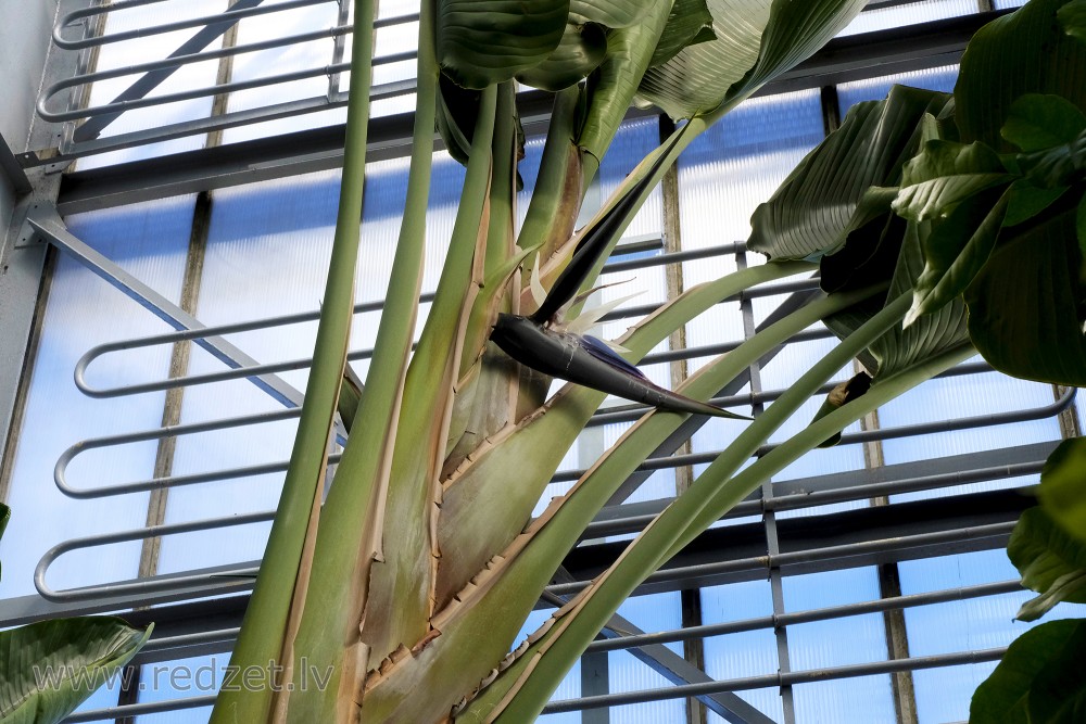 Giant White Bird of Paradise in UL Botanical Garden