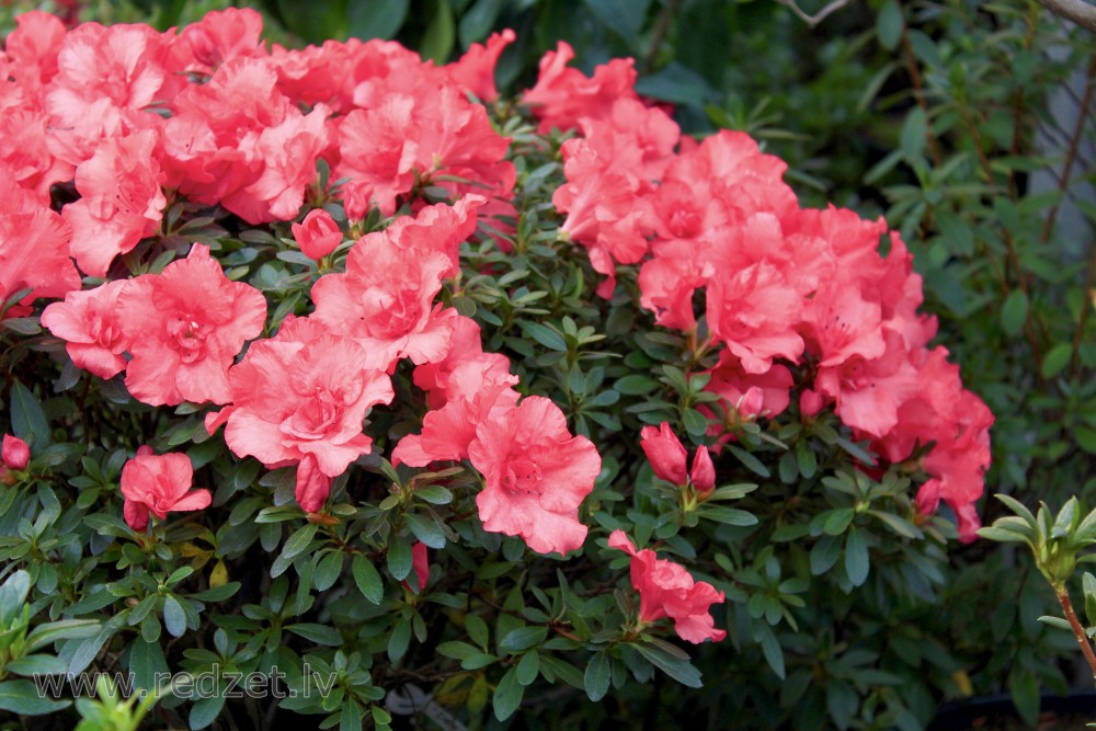 The University of  Latvia Botanical Garden. Azalea, variety 'Dresden'