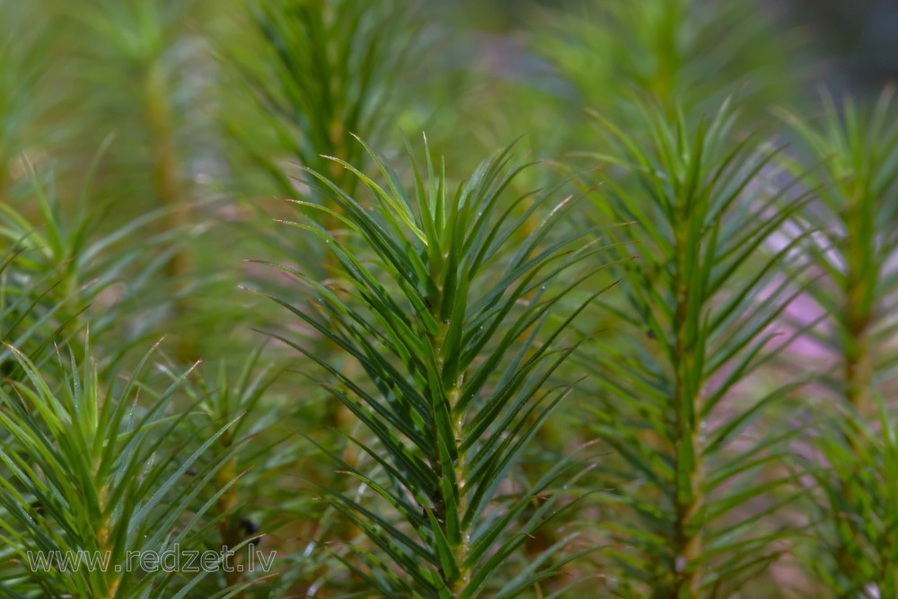 Haircap moss