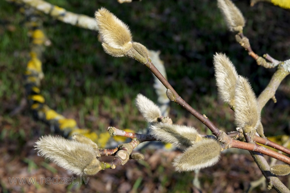 Magnoliju pumpuri