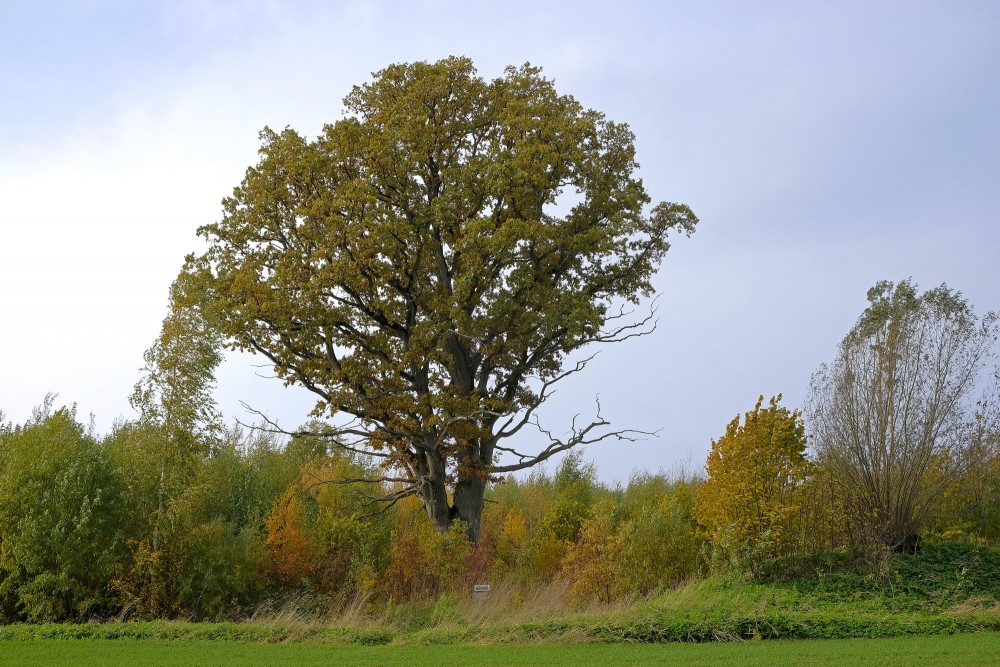 Devil's Oak – Dreimaņi Oak