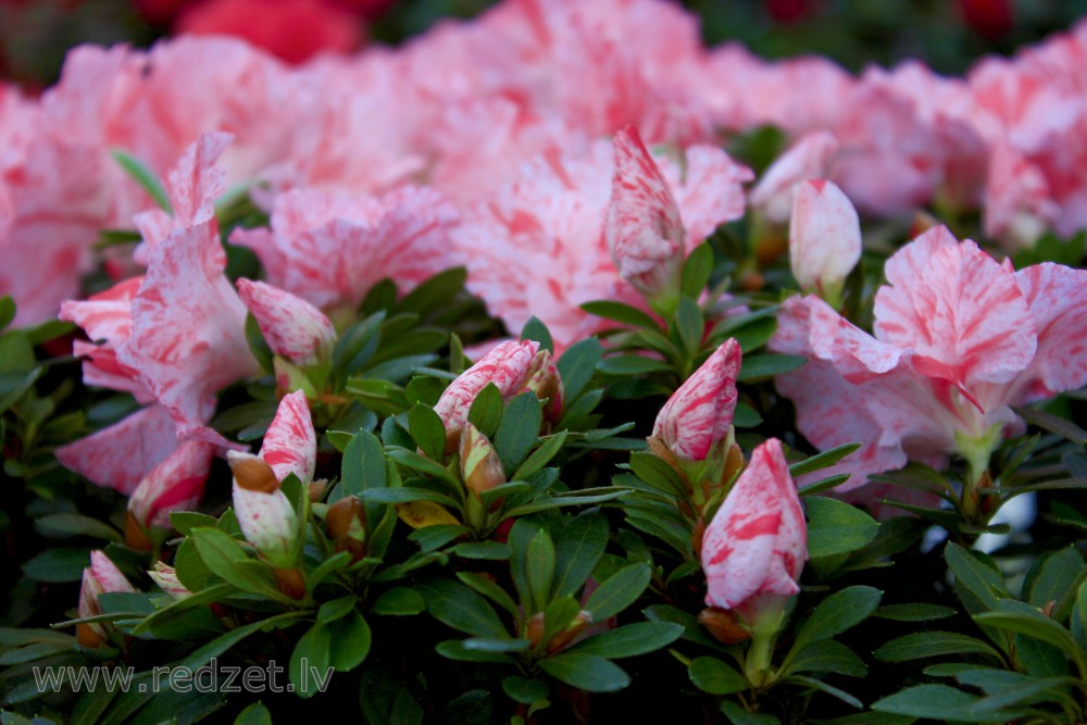 The University of  Latvia Botanical Garden. Azalea, variety 'Kaprīze'