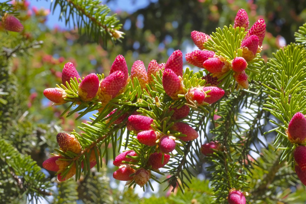 Egles vīrišķie ziedi