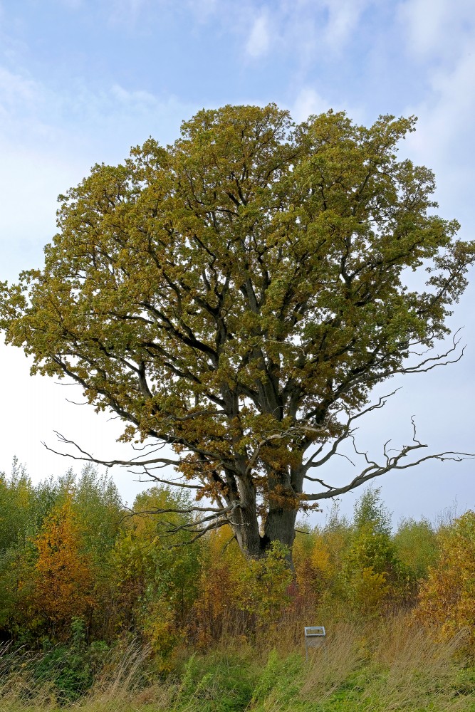 Devil's oak – Dreimaņi oak