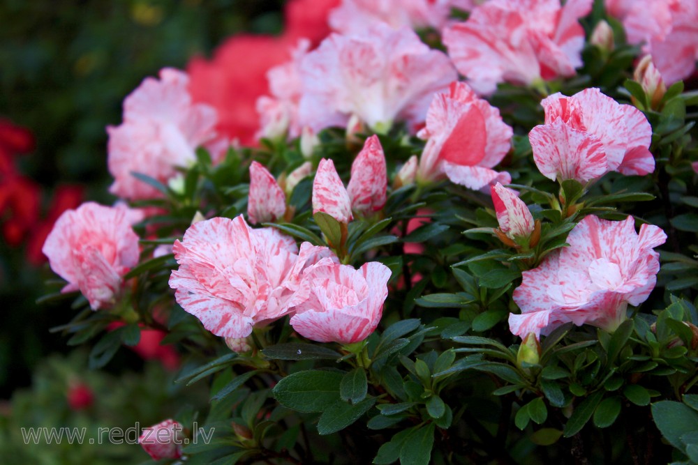 The University of  Latvia Botanical Garden. Azalea, variety 'Kaprīze'