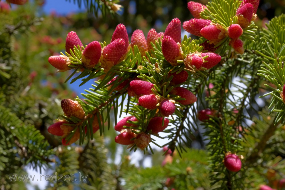 Picea Abies Male Flowers