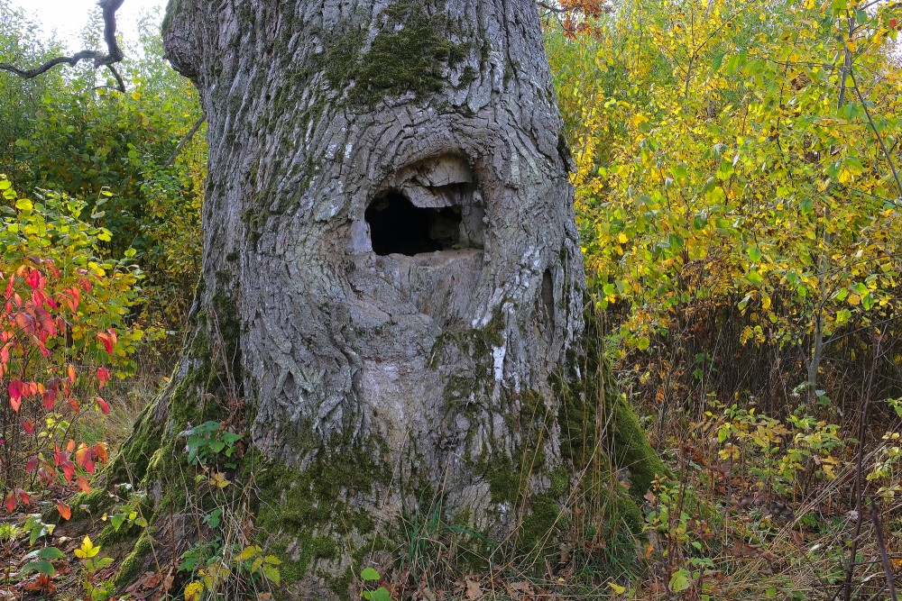 Dreimaņi devil's oak trunk