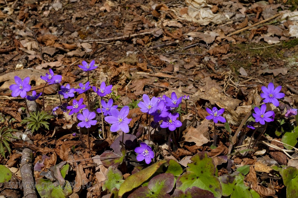 Kidneywort or Common Hepatica