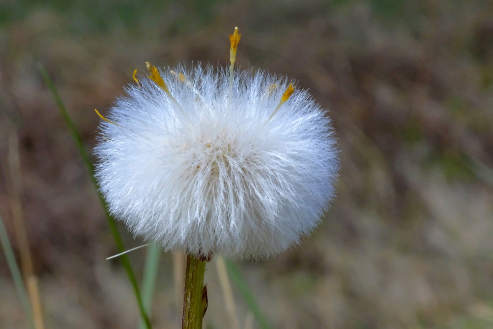 Māllēpes sēklu pogaļa Māllēpes sēklu pogaļa