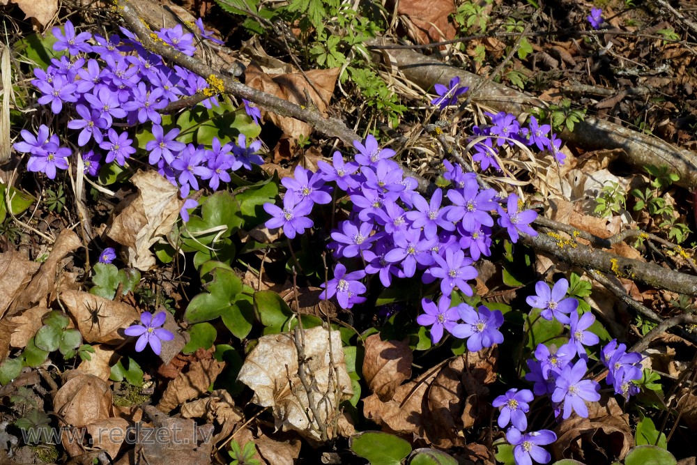 Kidneywort or Common Hepatica