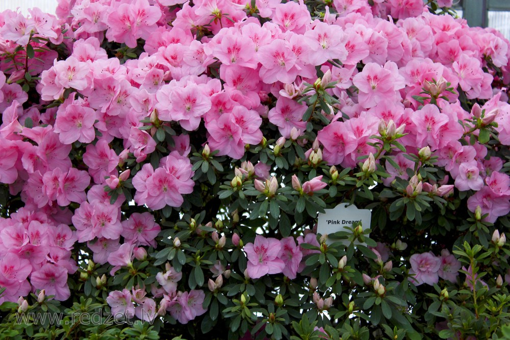 LU Botāniskais dārzs. Acālijas, šķirne 'Pink Dream'