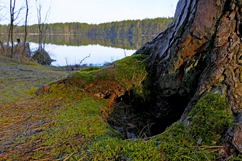 Pine Roots Overgrown With Moss