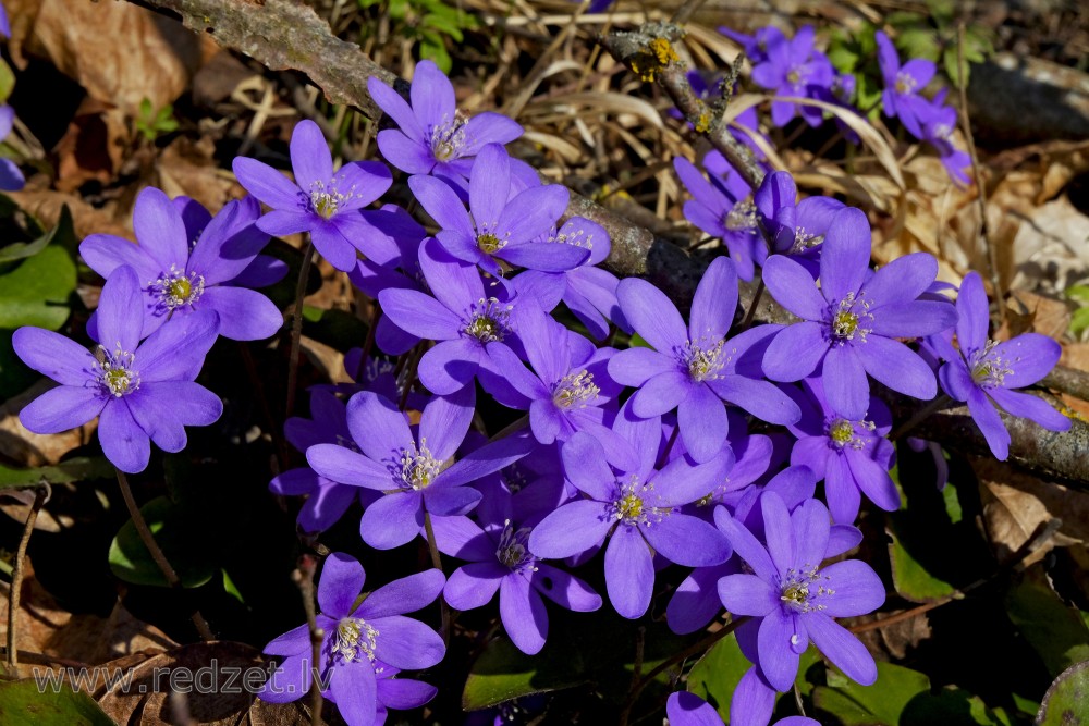 Kidneywort or Common Hepatica