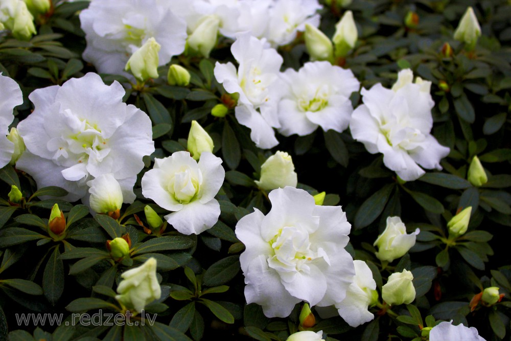 The University of  Latvia Botanical Garden. Azalea, variety 'Madame Marcel de Paepe'