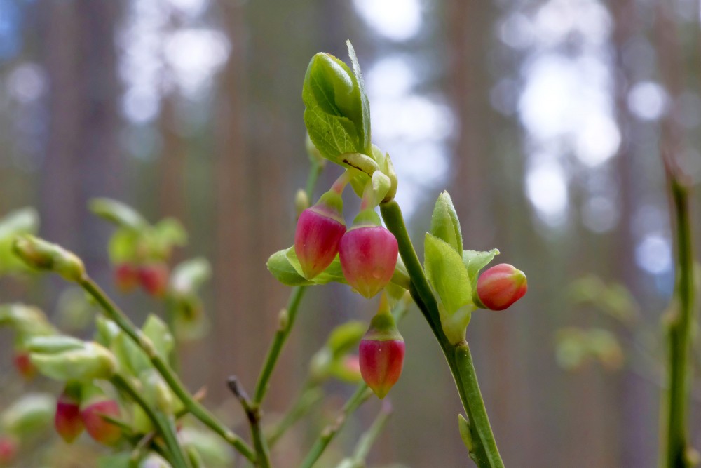 Parastās mellenes ziedi