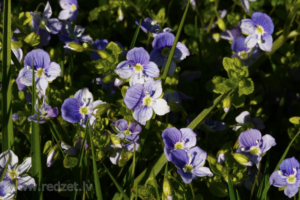 Creeping speedwell, Threadstalk speedwell, Whetzel weed