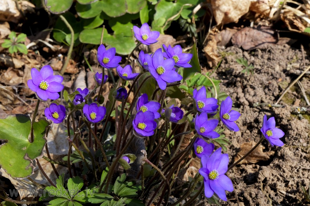 Kidneywort or Common Hepatica