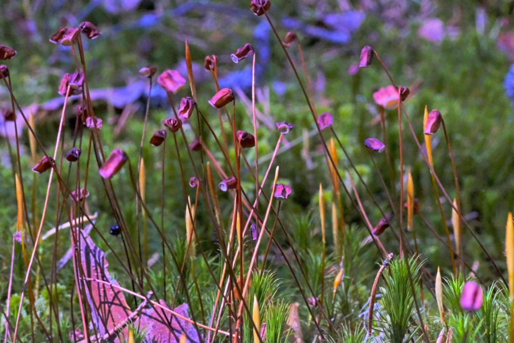 Dzegužlina sporu vācelītes