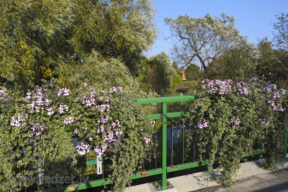 Ivy-leaved pelargonium and Creeping Charlie adorn Kekava bridge in Kekava