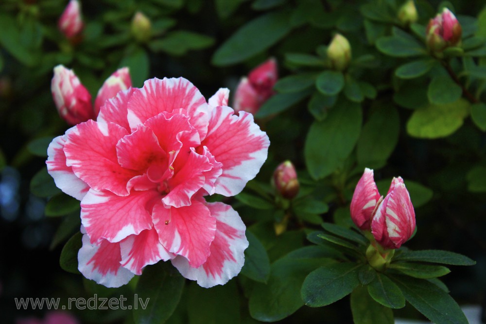 The University of  Latvia Botanical Garden. Azalea, variety 'Madame Auguste Haerens'