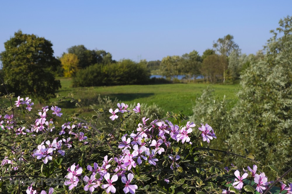 Ivy-leaved pelargonium and Creeping Charlie