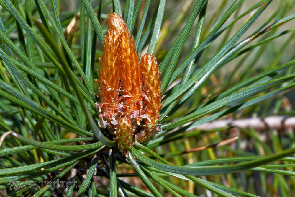 Scots pine