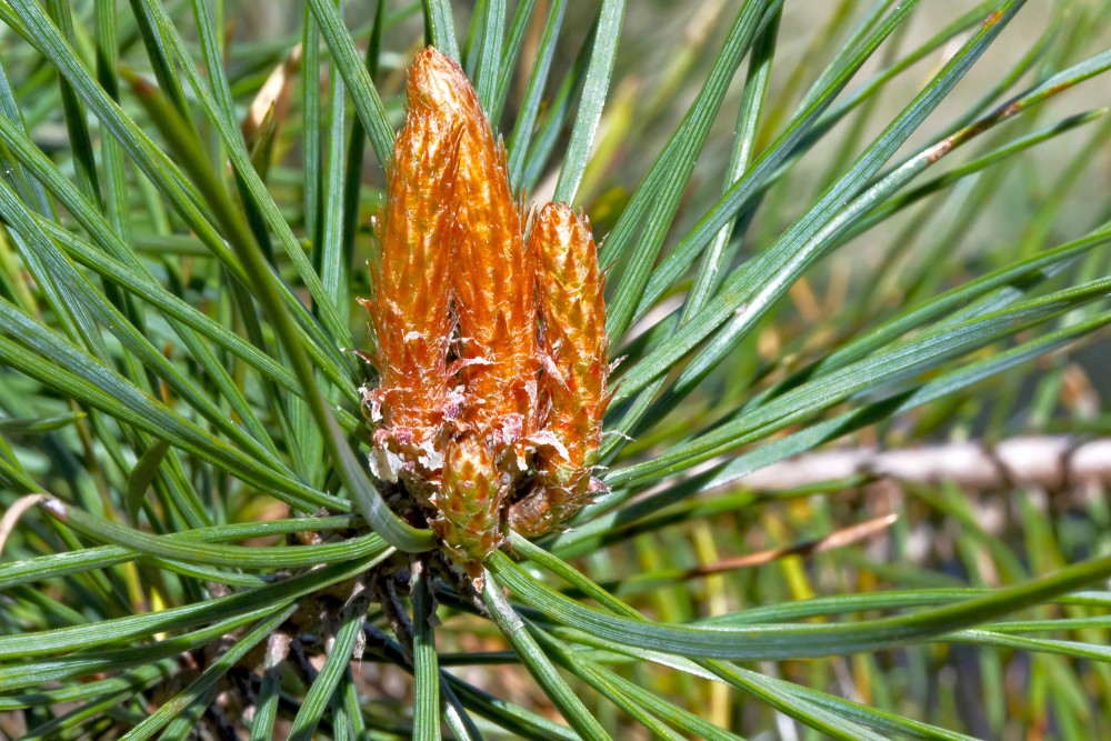 Scots pine