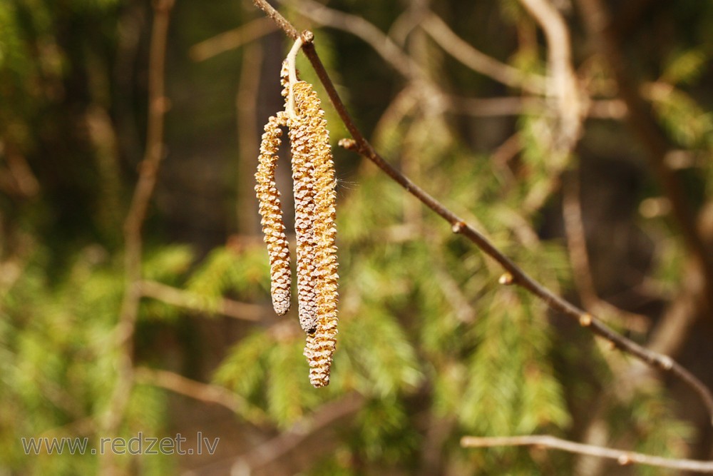 Male catkins of Corylus