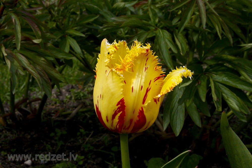 Tulpe