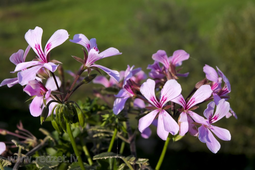 Vairogveida pelargonijas