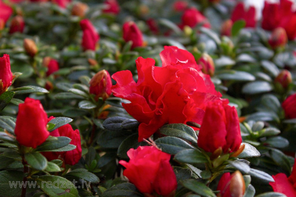 The University of  Latvia Botanical Garden. Azalea, variety 'Herrmann's Superbum'