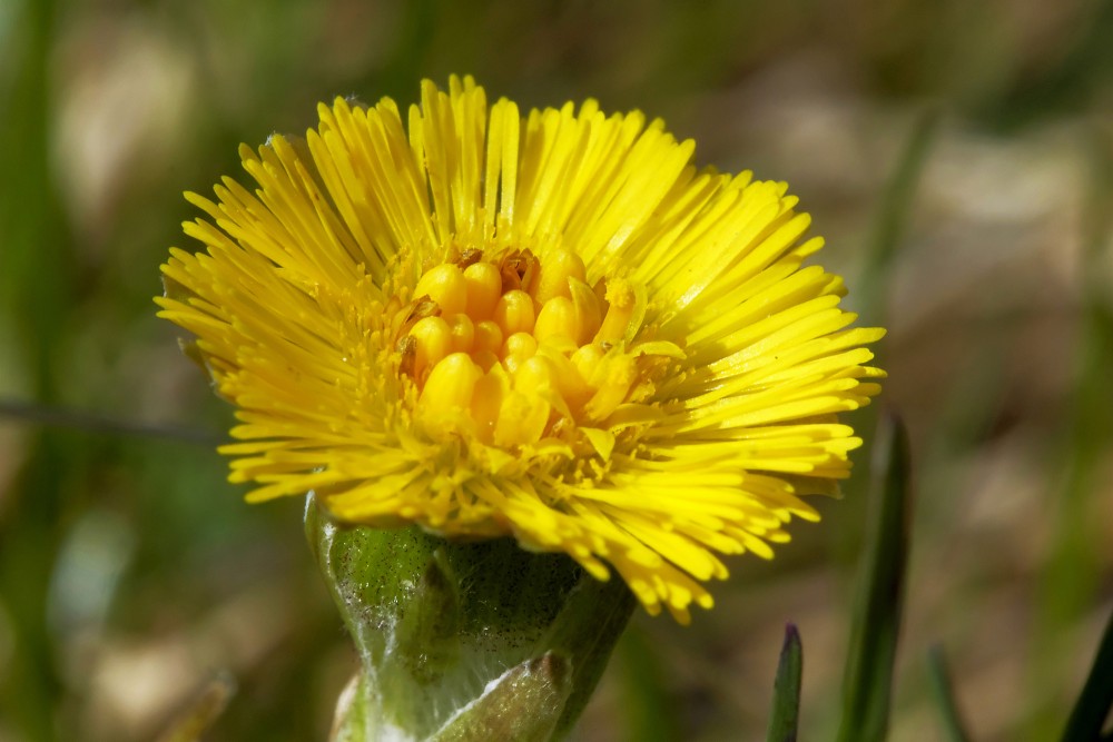 Close up of Coltsfoot Flower