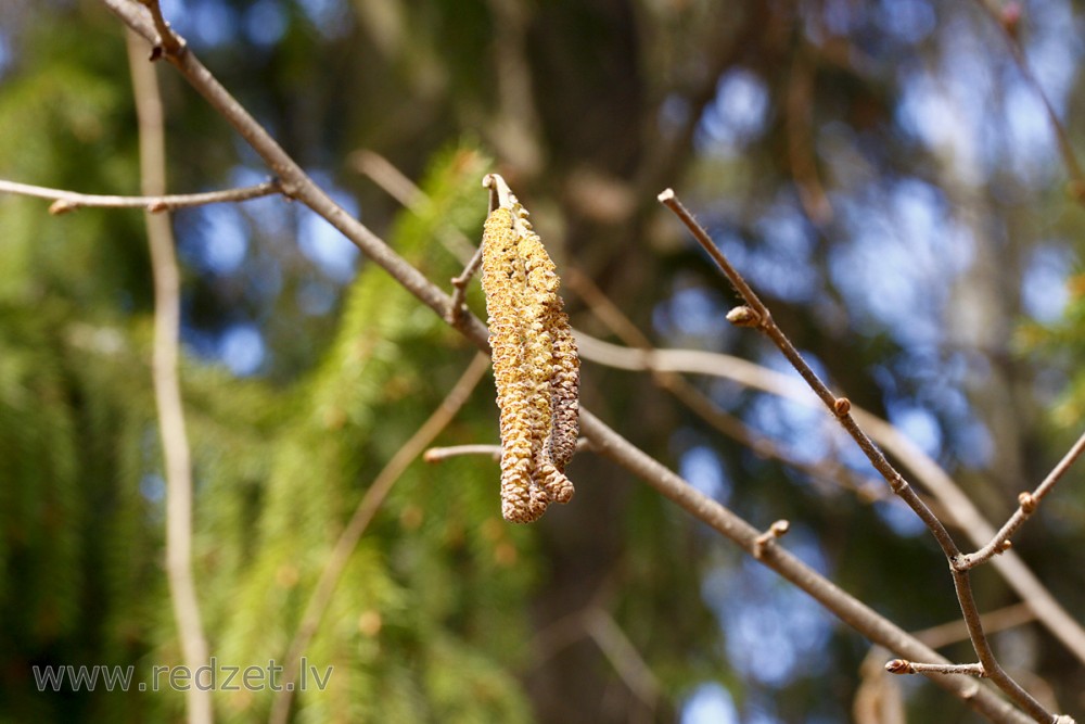 Male catkins of Corylus