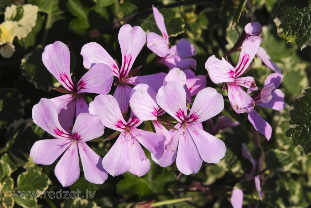 Vairogveida pelargonijas