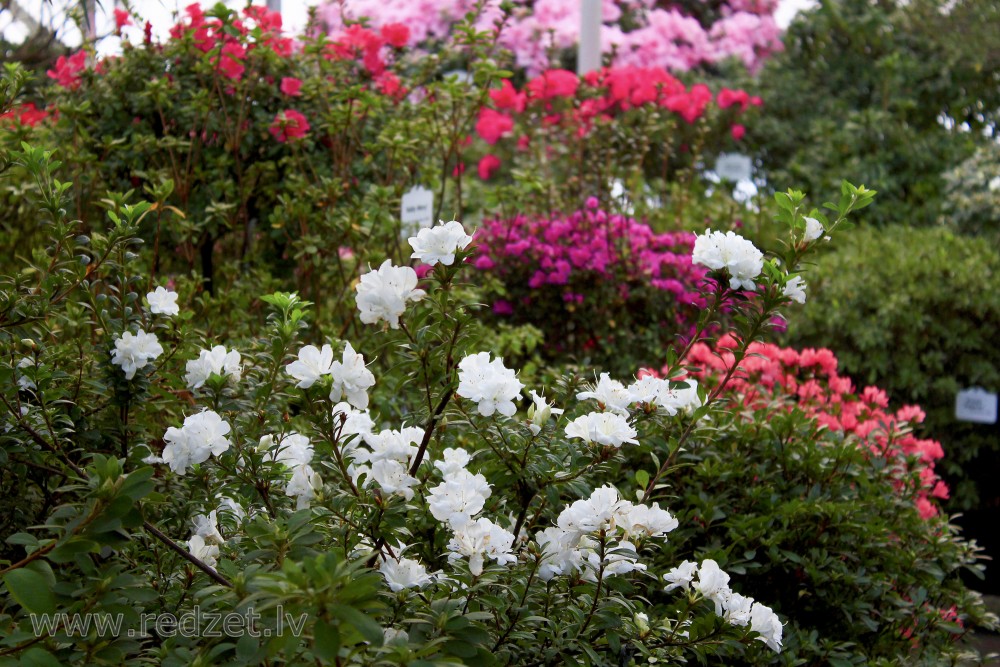 The University of  Latvia Botanical Garden. Collection of Azaleas