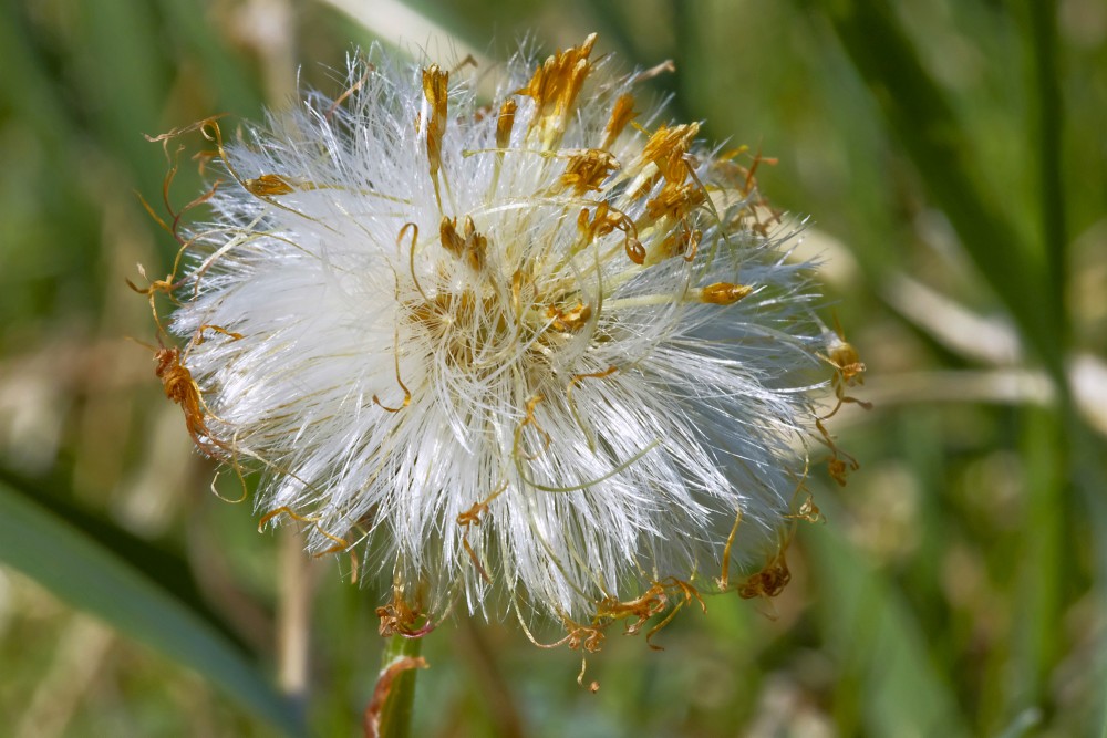 Māllēpes sēklu pogaļa