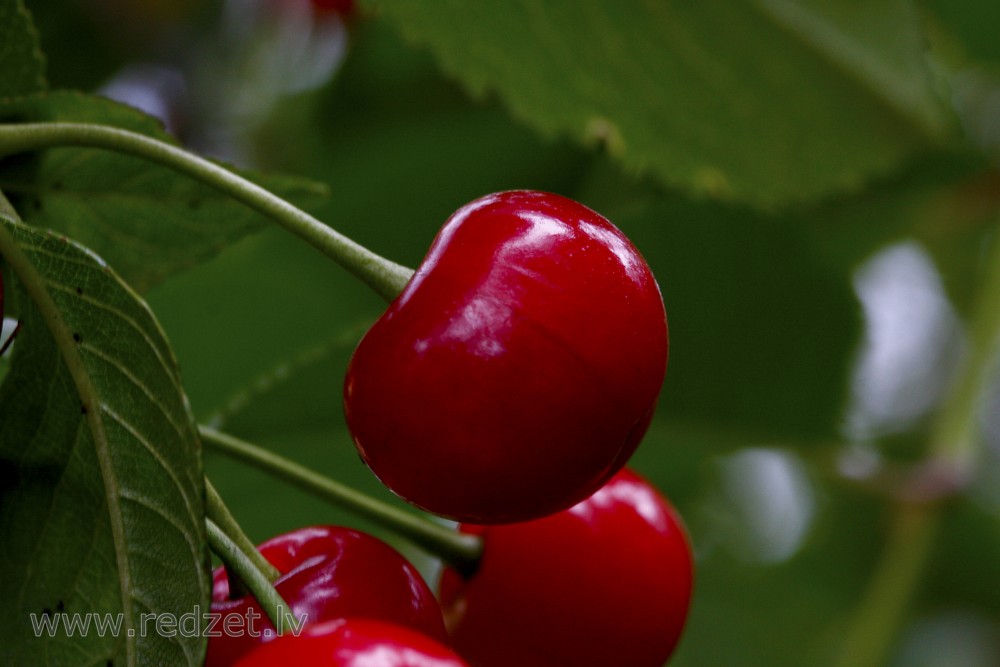 Ķiršu oga Ķiršu oga