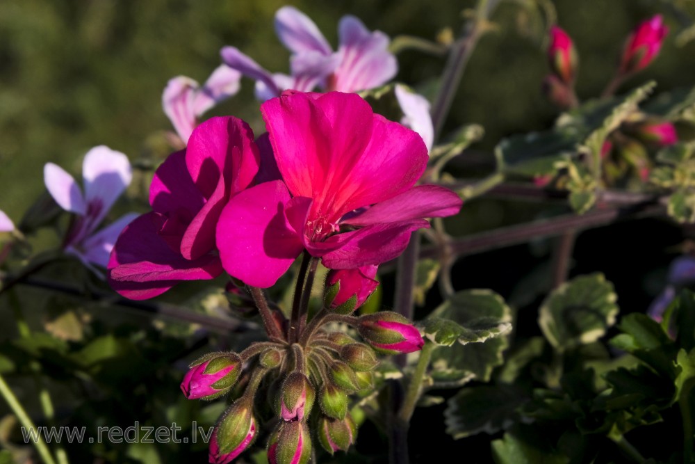 Bunch of geranium