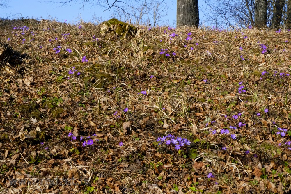 Kidneywort  on Vilce Castle Mound