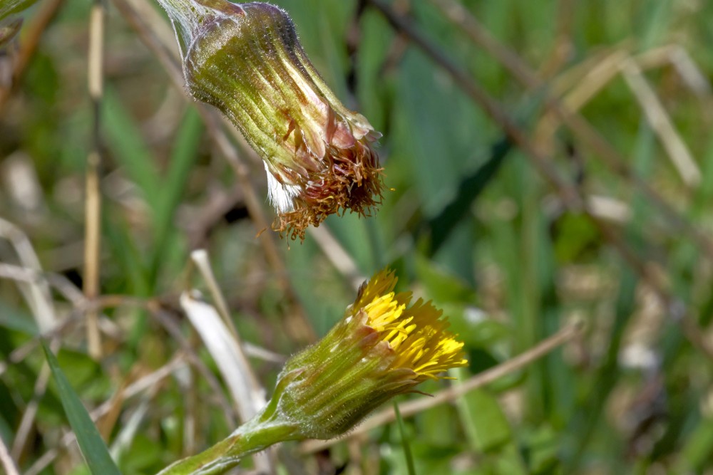 Aizvērušies māllēpes ziedi