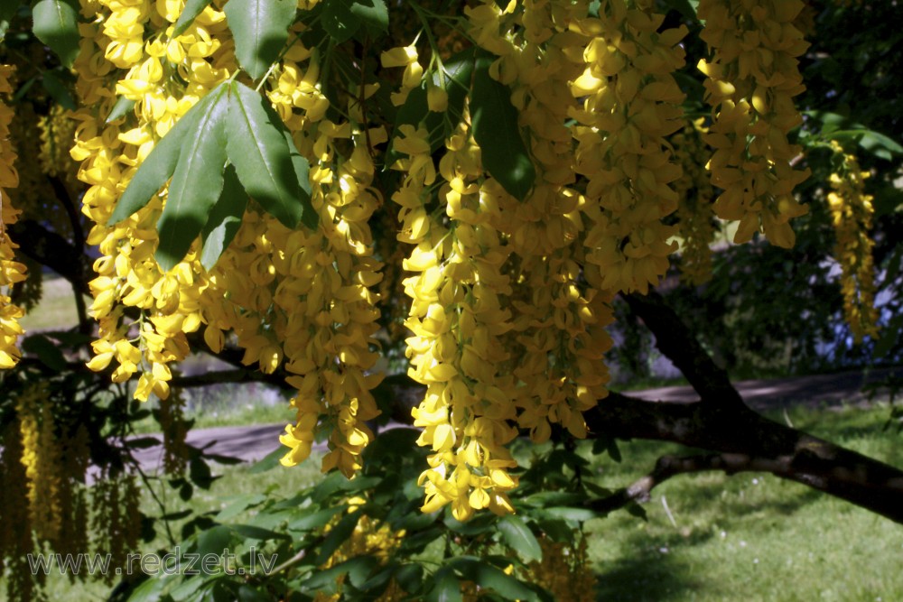 Zelta lietus (Laburnum)