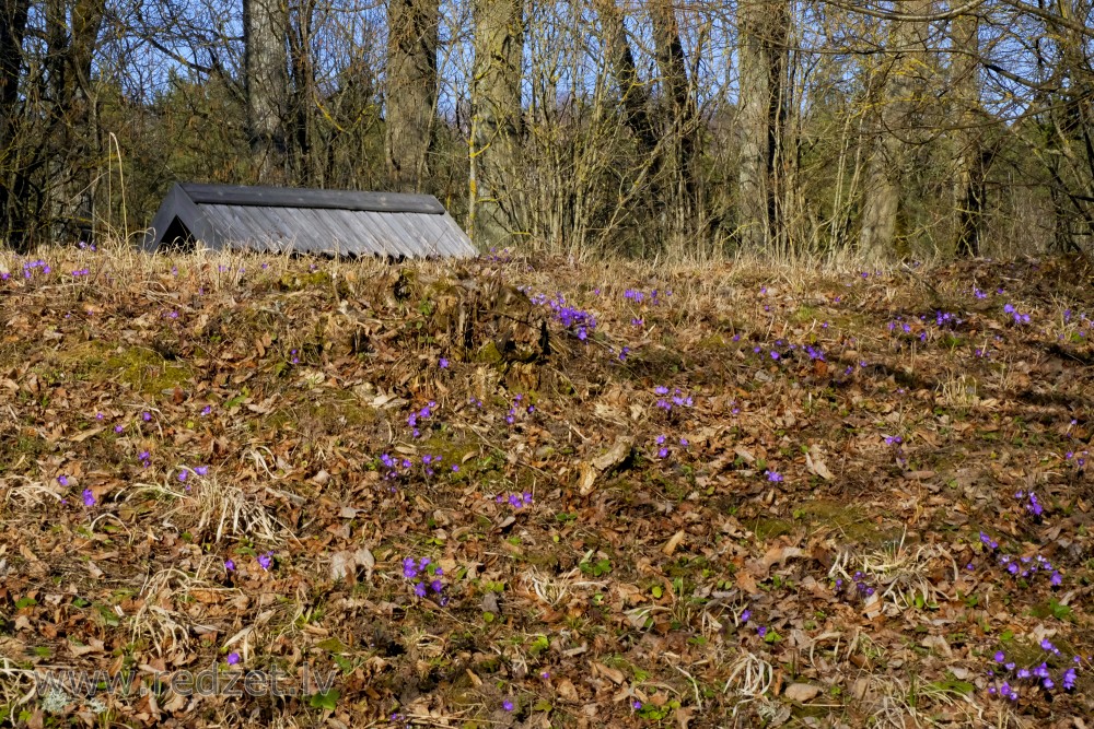 Kidneywort  on Vilce Castle Mound