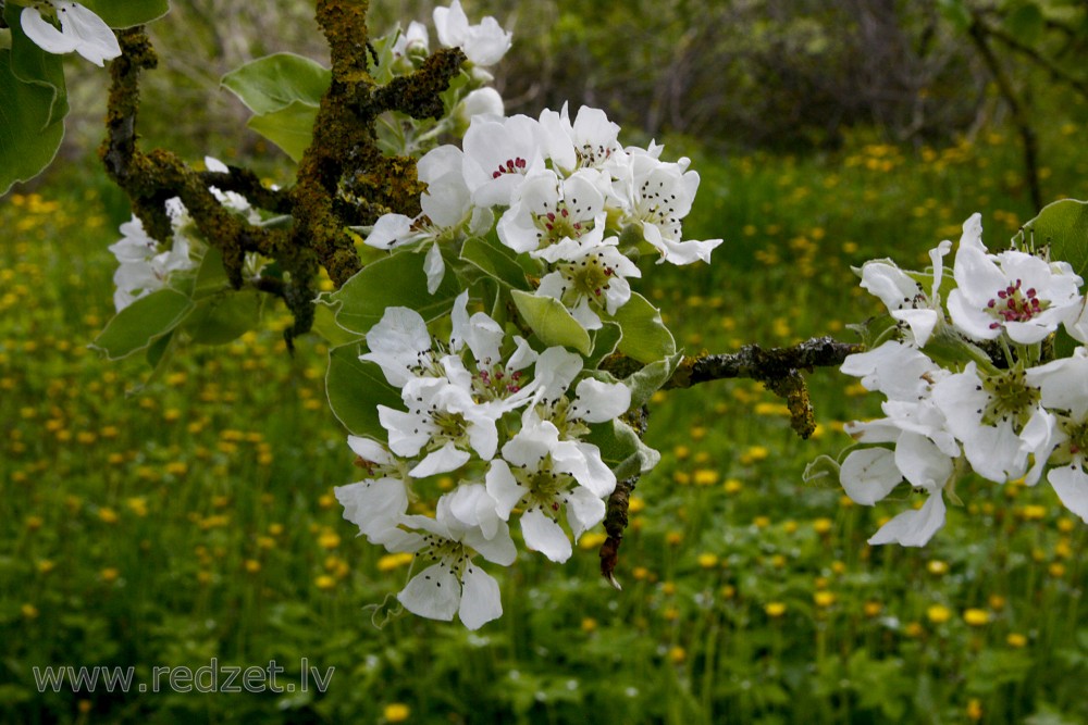Pear tree in flower