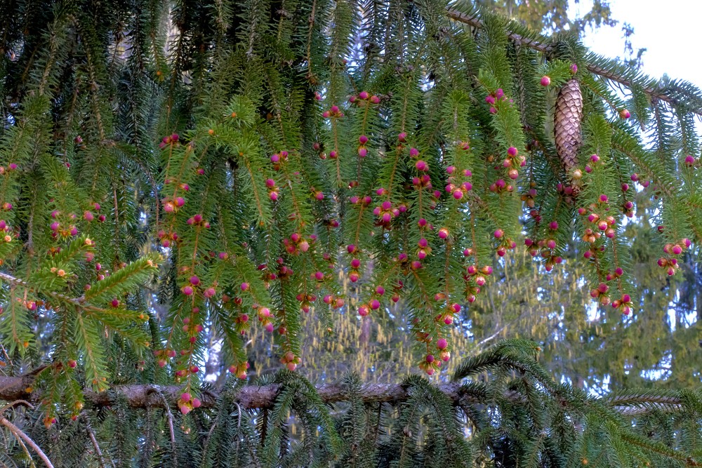 Egles vīrišķie ziedi