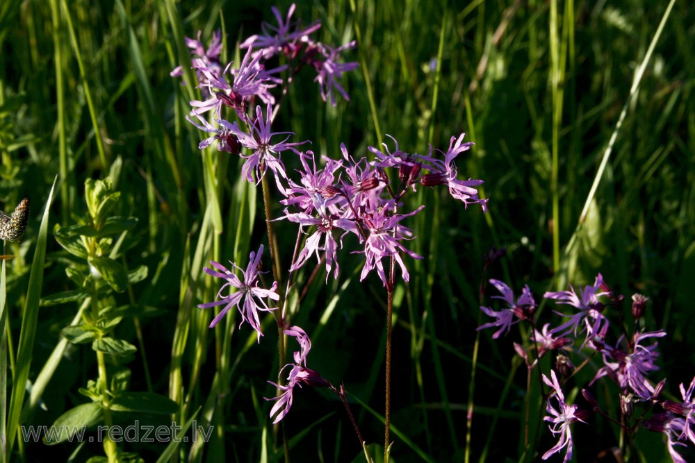 Ragged-robin