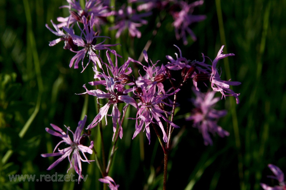 Silene flos-cuculi (Ragged-robin)