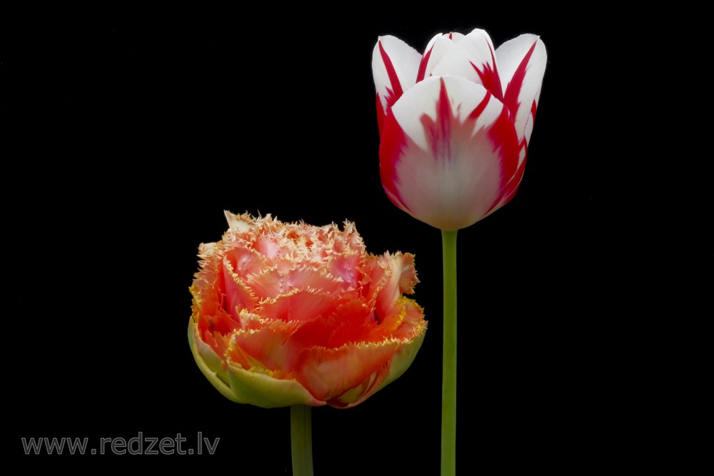 Tulips Flowers on a Black Background