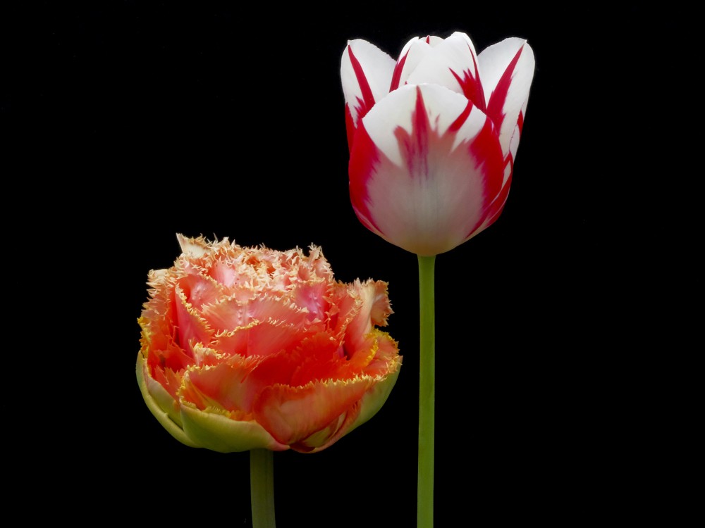 Tulpes ziedi uz melna fona