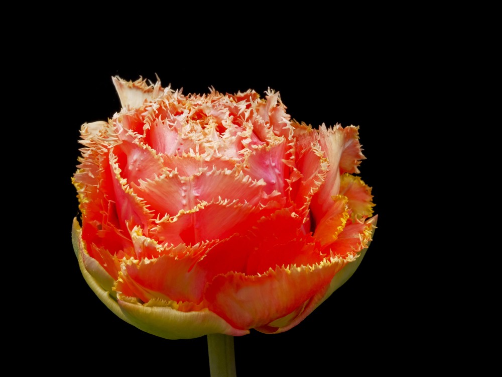 Tulpes zieds uz melna fona Tulpes zieds uz melna fona