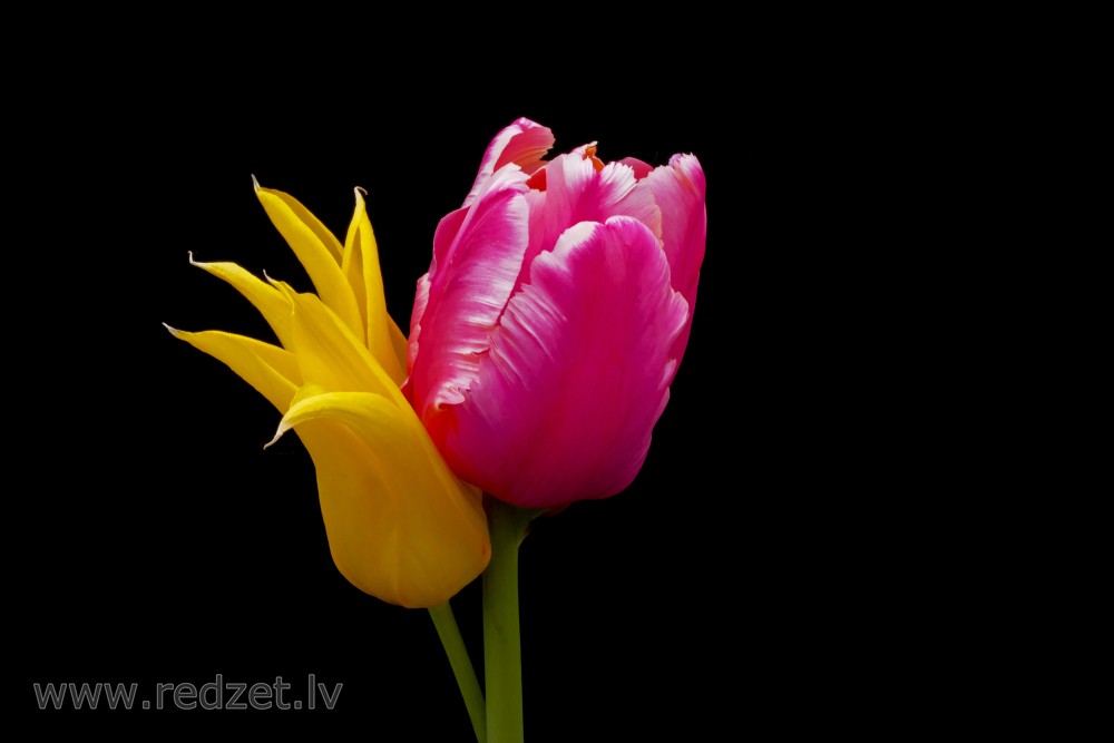 Tulips Flowers on a Black Background